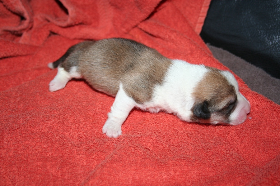 Puppies